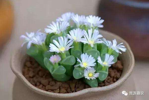 夏天多肉怎么浇水光照的方法 图片