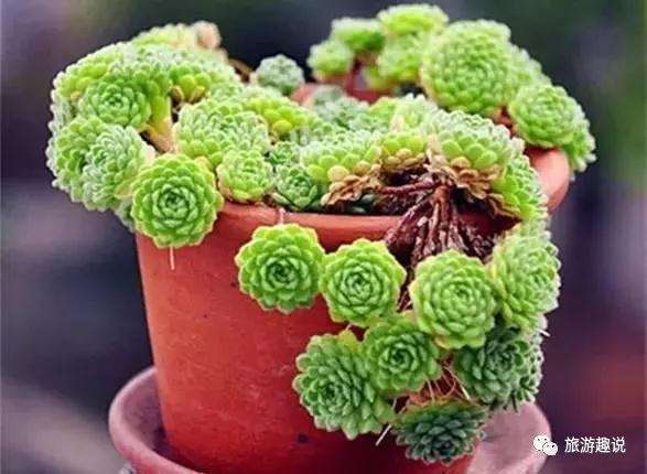 夏天多肉怎么浇水光照的方法 图片