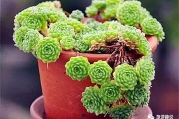 夏天多肉怎么浇水光照的方法 图片