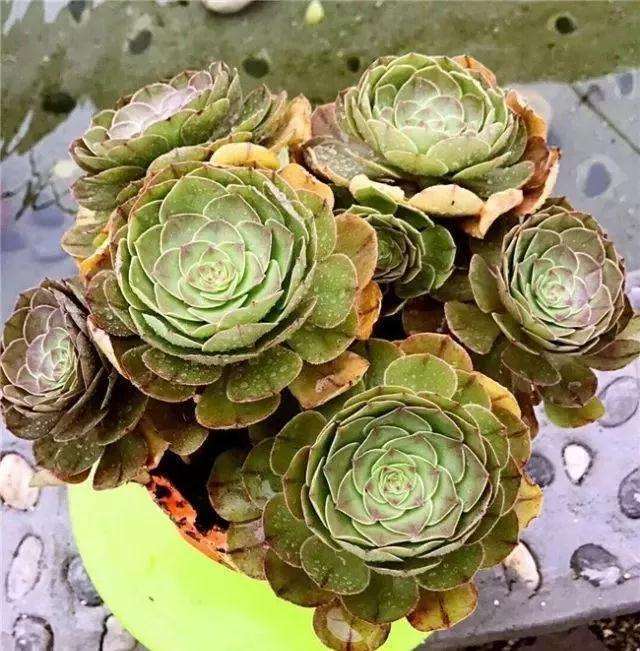 多肉植物秋天养护注意一点 叶子肥厚