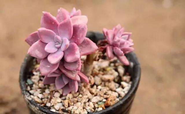 多肉植物秋天养护注意一点 叶子肥厚