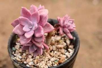 多肉植物秋天养护注意一点 叶子肥厚