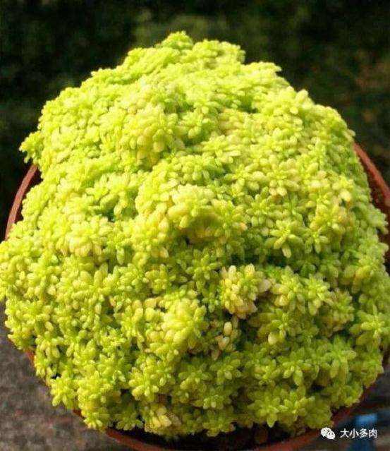 黄金万年草多肉怎么疏松土质培植