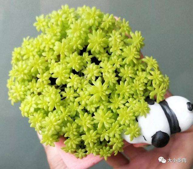 黄金万年草多肉怎么疏松土质培植