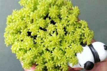 黄金万年草多肉怎么疏松土质培植