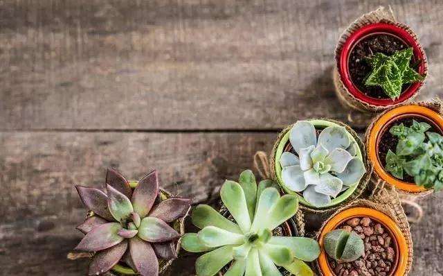 多肉植物底部叶子干瘪枯萎怎么办