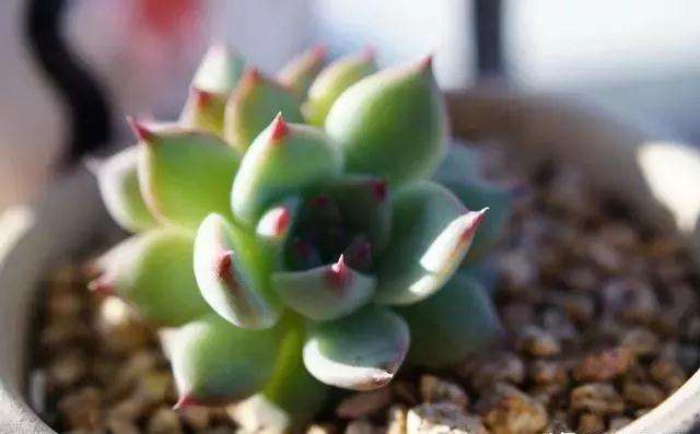 多肉植物底部叶子干瘪枯萎怎么办