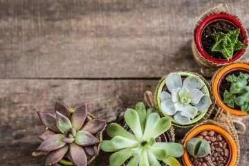 多肉植物底部叶子干瘪枯萎怎么办