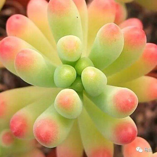 多肉叶片里就能储存水分 不需要多浇水