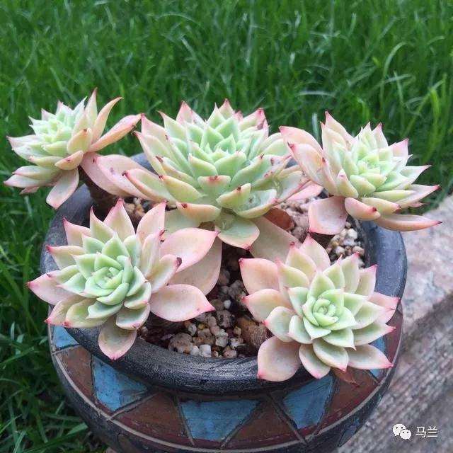 多肉叶片里就能储存水分 不需要多浇水