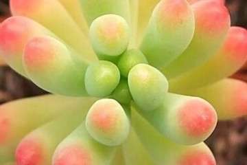 多肉叶片里就能储存水分 不需要多浇水