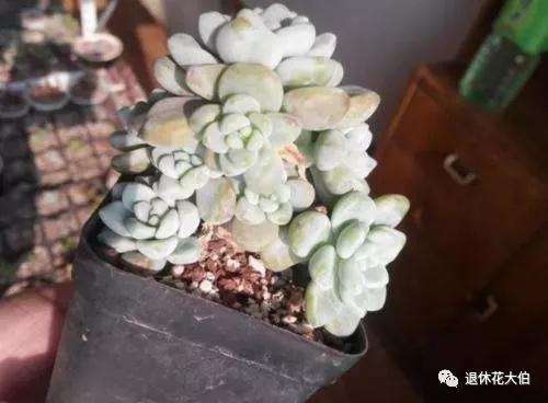 多肉为什么总养不活 要多注意浇水