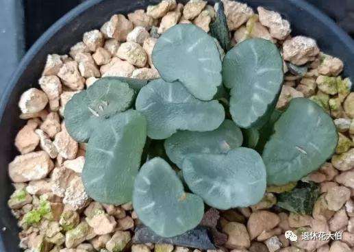 多肉为什么总养不活 要多注意浇水