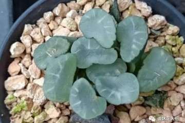 多肉为什么总养不活 要多注意浇水