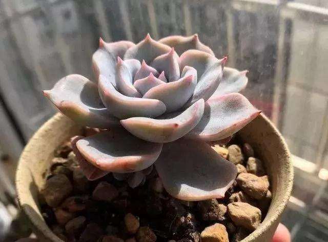 多肉植物想叶片肥厚 浇水就是关键