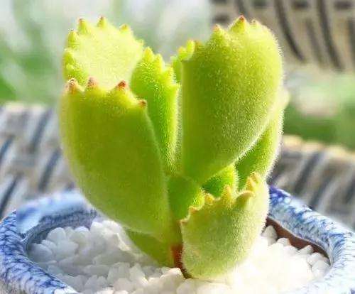 多肉植物想叶片肥厚 浇水就是关键