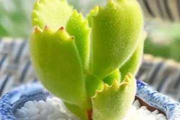 多肉植物想叶片肥厚 浇水就是关键