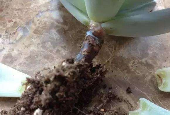 多肉植物的病虫害怎么防治