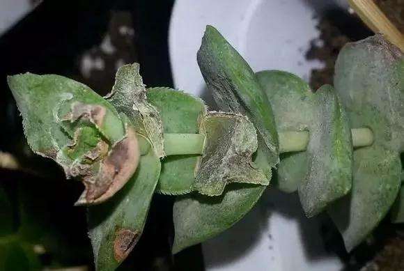 多肉植物的病虫害怎么防治