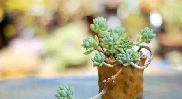 夏季多肉最好是傍晚下午的时候浇水