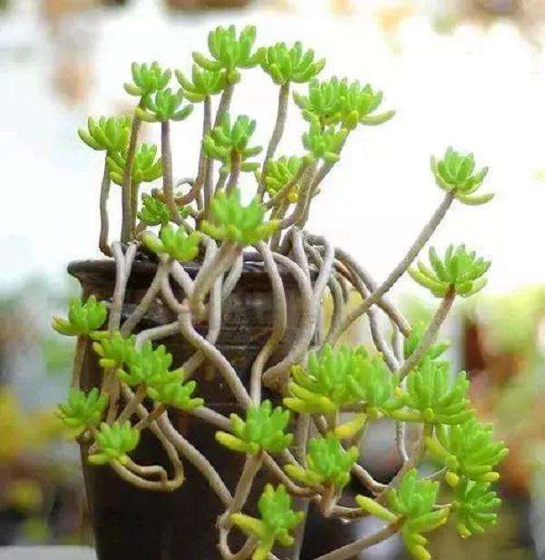 夏季多肉最好是傍晚下午的时候浇水