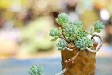 夏季多肉最好是傍晚下午的时候浇水