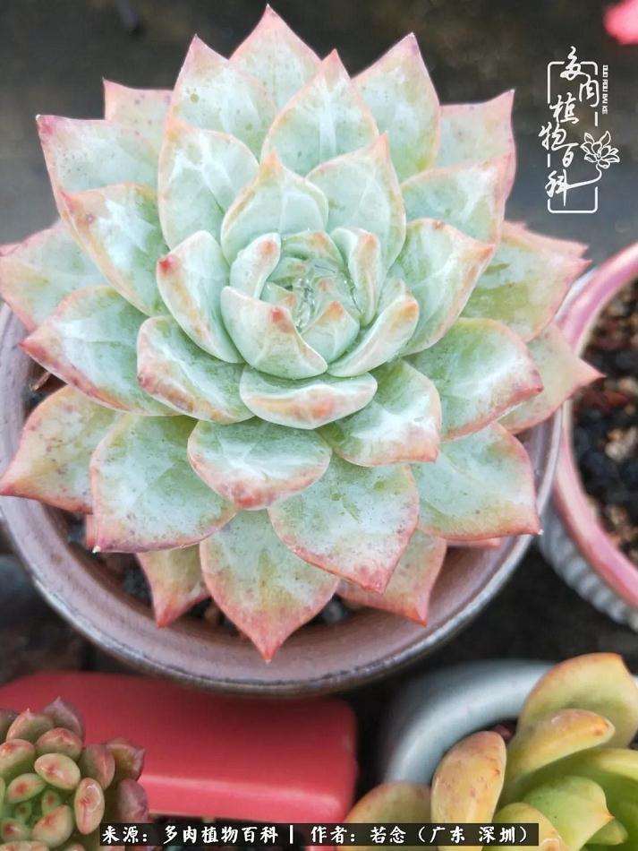 进入9月你的多肉植物还好吗 图片