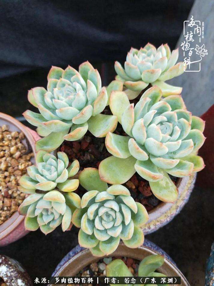 进入9月你的多肉植物还好吗 图片