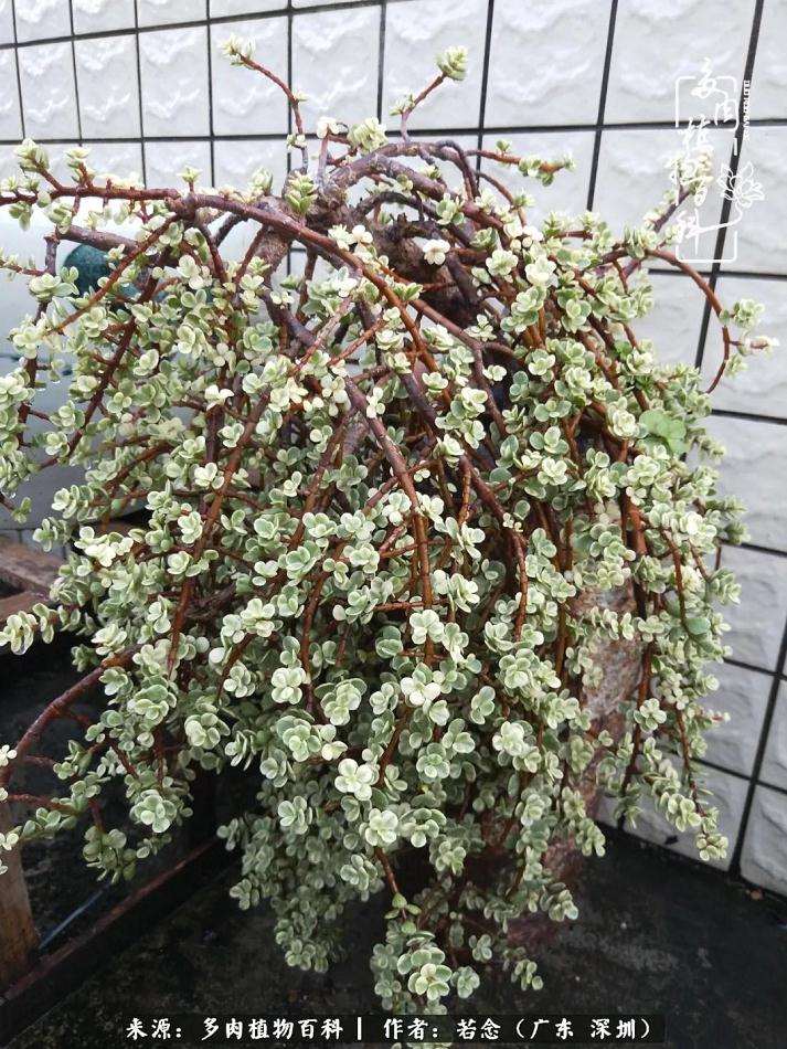 进入9月你的多肉植物还好吗 图片