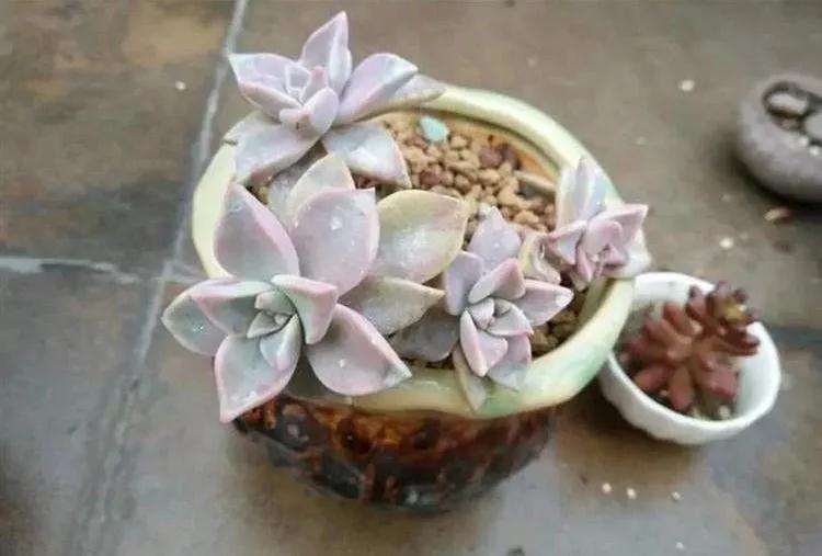 为了让多肉安全度夏要通风和浇水