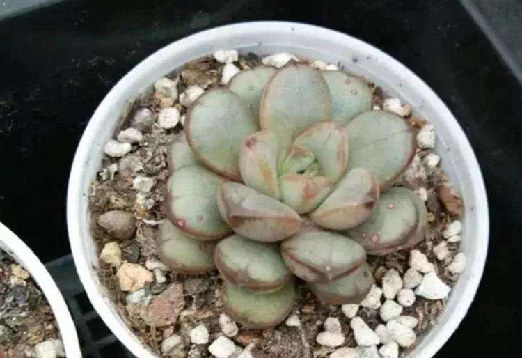 为了让多肉安全度夏要通风和浇水