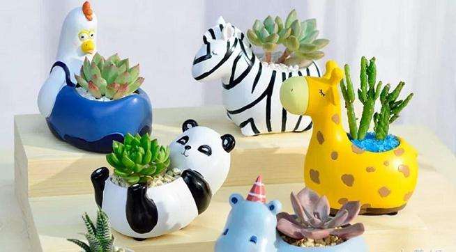 爱多肉系列之花盆的选择