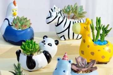 爱多肉系列之花盆的选择 图片