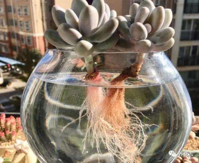 根部发霉腐烂的多肉植物怎么办 图片