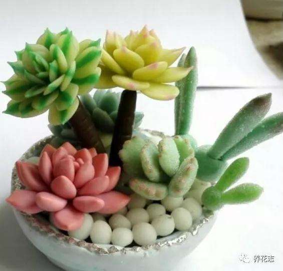 根部发霉腐烂的多肉植物怎么办 图片