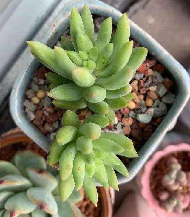 怎么给多肉植物换盆的3个步骤