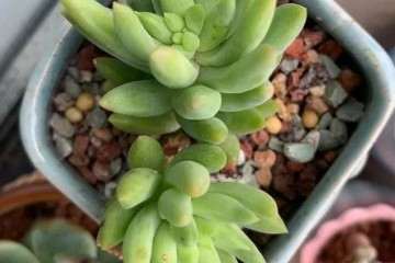怎么给多肉植物换盆的3个步骤