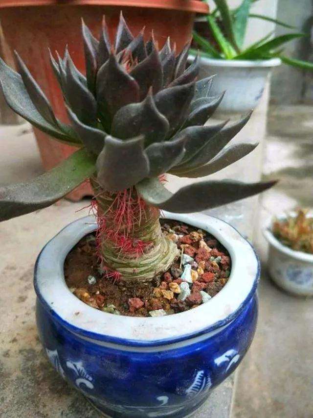 多肉浇水太少 气根怎么保命 图片