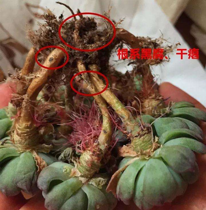 个别多肉老桩最爱长气根怎么办