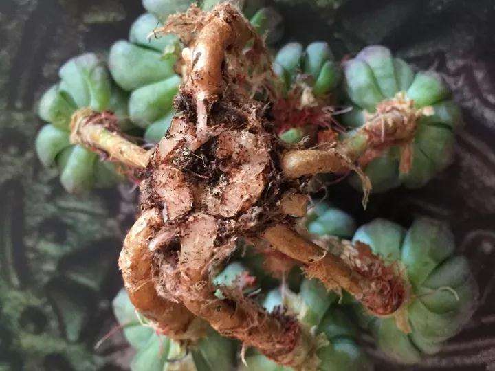 天气变化多肉植物的气根狂冒 怎么办