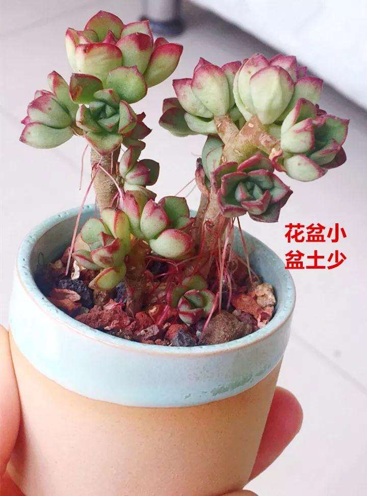 多肉植物盆太小