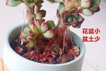 多肉植物盆太小 土太少 怎么办 图片