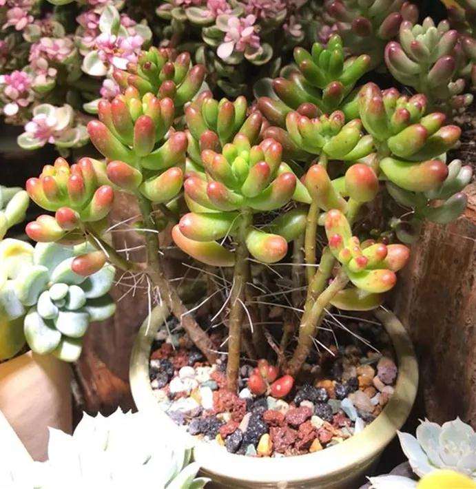 多肉植物长气根 掉叶子 长斑 图片