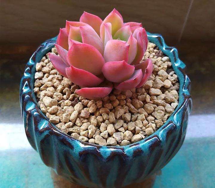 多肉长气根是一种自救行为 不小心烂根