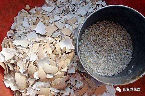 用鸡蛋壳养多肉植物 轻松爆盆 图片