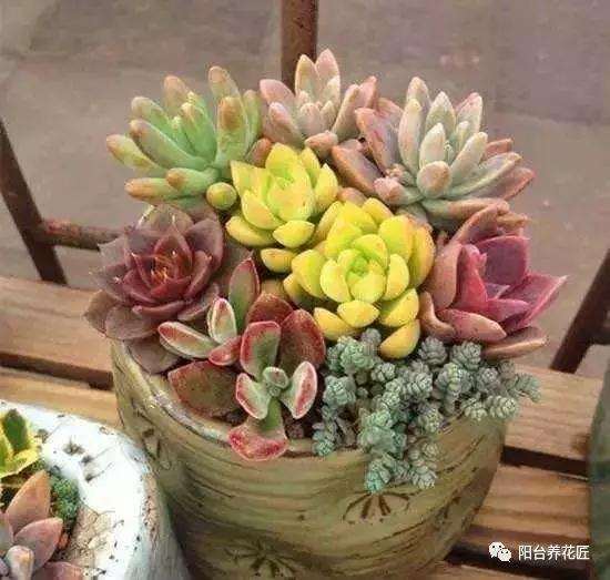 怎么用阿司匹林让多肉植物更好的生长