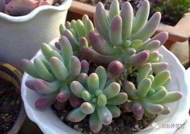 怎么用阿司匹林让多肉植物更好的生长