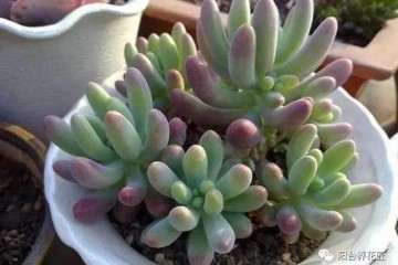 怎么用阿司匹林让多肉植物更好的生长