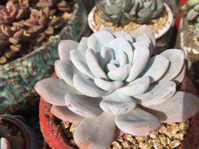 刚入秋的多肉如何浇水才漂亮 图片