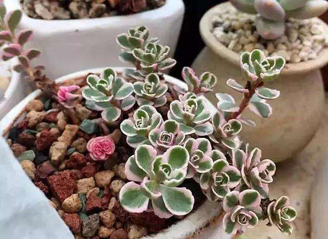 刚入秋的多肉如何浇水才漂亮 图片